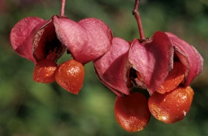 Spindle tree berries