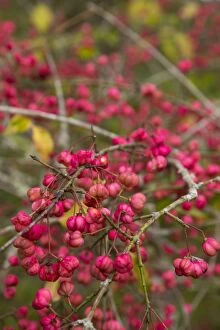 Images Dated 24th September 2012: Spindle Tree Berries - autumn