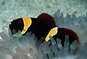 Sheltering Collection: Spine-cheek Anemonefish - in Sea Anemone Tropical Indo-Pacific