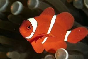 Images Dated 16th December 2008: Spinecheek Anemonefish
