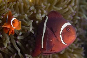 Images Dated 9th September 2007: Spinecheek Anemonefish in Anemone