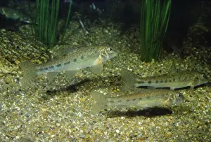 Spined Loach - freshwater