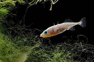 Stickleback Prints: Three spined stickleback – male feeding Bedfordshire UK 004789