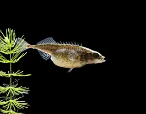 Nine spined stickleback / Ten spined stickleback – female with eggs Bedfordshire UK 004795