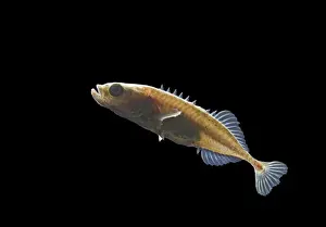 Stickleback Prints: Nine spined stickleback / Ten spined stickleback – male Bedfordshire UK 004798