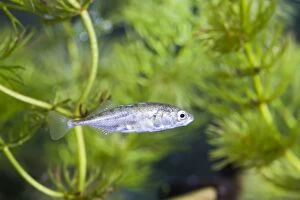 Images Dated 29th August 2010: Three Spined Stickleback - Wiltshire - England - UK