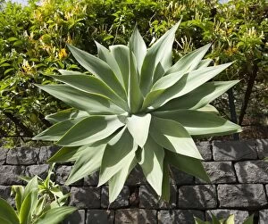 Agave Gallery: Spineless Century Plant