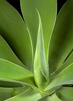Agave Gallery: Spineless Century Plant - unfolding leaf