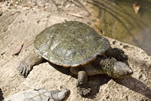 Spiney Neck Turtle, Acanthochelys spixii
