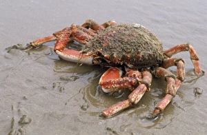 Images Dated 15th January 2007: Spiney Spider Crab Gower Coast, South Wales