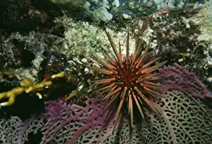West Indies Prints: Spiney Urchin VT 4661 Caribbean