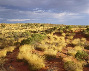 Images Dated 6th October 2008: Spinifex, desert oaks and sand dunes (Triodia sp. Allocasuarina sp.)