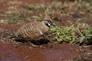 Images Dated 26th April 2009: Spinifex Pigeon