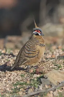 Spinifex Pigeon - They are adapted to life in the arid spinifex covered regions of central and western Australia where they are permanent residents. They live in small coveys but sometimes 50 or more congregate