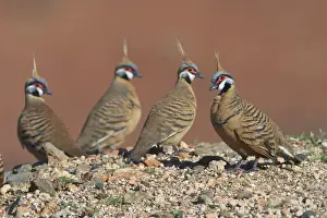 Spinifex Pigeon - They are adapted to life in the arid spinifex covered regions of central and western Australia where they are permanent residents. They live in small coveys but sometimes 50 or more congregate