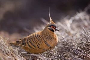 Spinifex Pigeon - adult foraging for seeds amidst dried-up grass