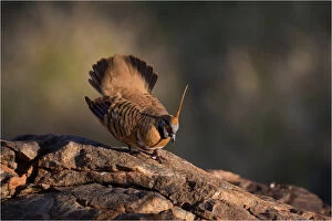 Spinifex Pigeon - Displaying on a rock - near