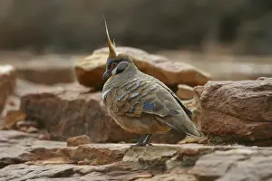 Pigeons Prints: Spinifex Pigeon King's Canyon, Northern Territory, Australia