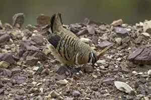 Dancing Prints: Spinifex Pigeon Male displaying Mt Gordon, Queensland, Australia