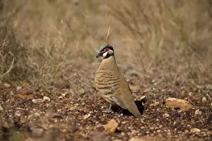 Spinifex Pigeon This the Red Spinifex Pigeon lacking the white underparts of the nominate race. At Windich Springs, Canning Stock Route, Western Australia