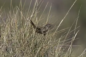 Spinifexbird - Restricted to spinifex, Triodia sp, where it is difficult to observe. This Australian endemic ranges in a band from the Pilbara to western Queensland. Usually sedentary and solitary except when breeding