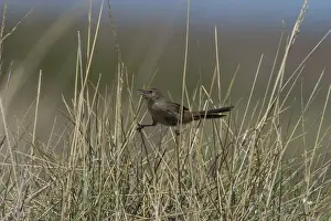 Spinifexbird - Restricted to spinifex, Triodia sp, where it is difficult to observe. This Australian endemic ranges in a band from the Pilbara to western Queensland. Usually sedentary and solitary except when breeding
