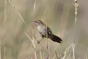 Spinifexbird - Restricted to spinifex, Triodia sp, where it is difficult to observe. This Australian endemic ranges in a band from the Pilbara to western Queensland. Usually sedentary and solitary except when breeding