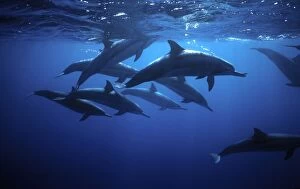 Brazil Collection: Spinner Dolphin near Island Fernando de Noronha, Brazil