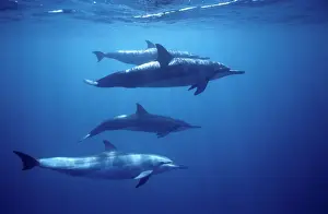 Spinner dolphin. Photographed near the Island Fernando de Noronha, Brazil