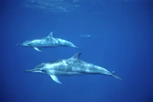 Spinner dolphin. Photographed near the Island Fernando de Noronha Brazil