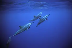 Spinner dolphins near Island Fernando de Norhona, Brazil