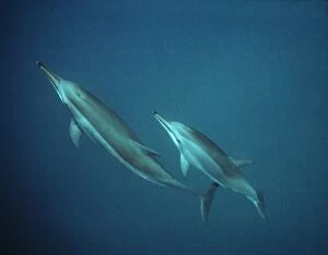 Spinner Dolphins - underwater