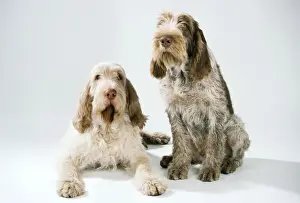 Mixed Colours Prints: Spinone Dog