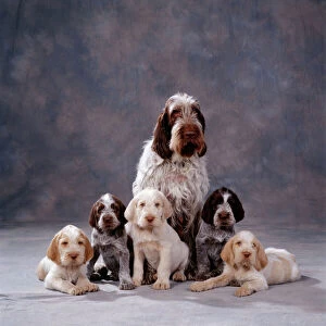 Mixed Colours Collection: Spinone Dog Adult with Puppies
