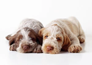 Mixed Colours Collection: Spinone Dog - puppies laying down