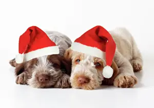 Hats Prints: Spinone Dog - puppies laying down wearing Christmas hats Digital Manipulation: Christmas hats (JD)