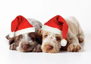 Spinone Dog - puppies lying down wearing Christmas hats