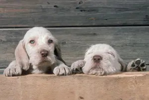 Get Well Prints: Spinone Dog Two puppies peering, one eyes closed