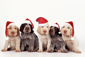 Spinone Dog - puppies wearing christmas hats