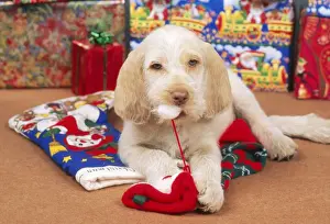 Stocking Prints: Spinone Dog - Puppy at Christmas