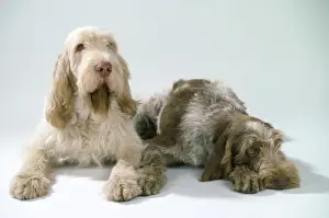Laying Prints: Spinone Dogs