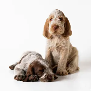 Spinone Dug - puppies