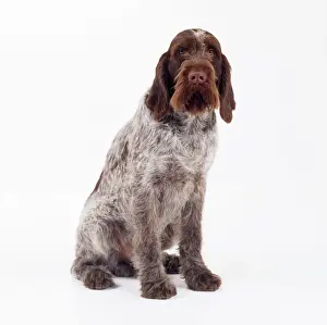 Spinone (Italian) Dog