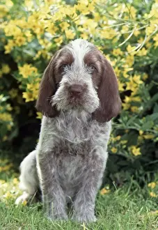 Spinone Prints: Spinone JD 11332E Puppy © John Daniels / ardea. com
