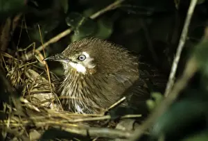 Nepal Prints: Spiny Babber - Kathmandu - Nepal