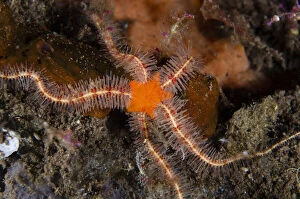 Brittle Star Gallery: Spiny Brittle Star - night dive - Scuba Seraya House Reef dive site, Seraya, Kubu district