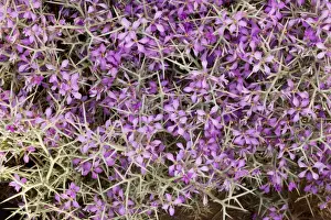 Spine Prints: Spiny bushy crucifer - in the Moroccan Sahara Desert