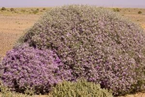 Spiny bushy crucifer Zilla spinosa in the Moroccan Sahara Desert
