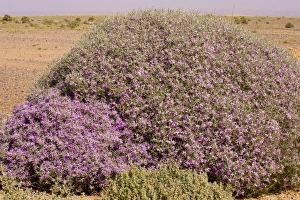 Spiny bushy crucifer Zilla spinosa in the Moroccan Sahara Desert Spiny bushy crucifer Zilla spinosa in the Moroccan Sahara Desert