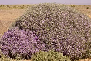 Bush Prints: Spiny bushy crucifer Zilla spinosa in the Moroccan Sahara Desert